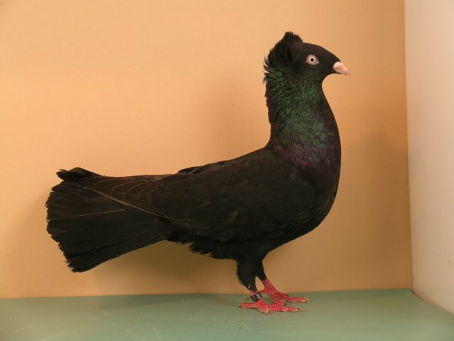 HSS Köln 2007